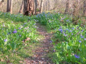 BluebellPath_556